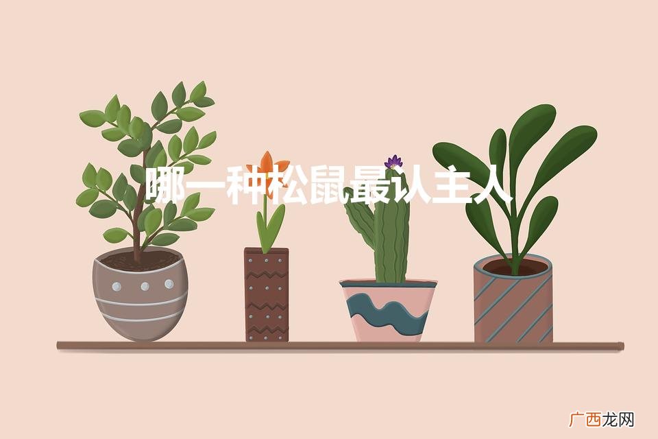 哪一种松鼠最认主人（哪一种松鼠最认主人不逃跑)