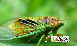 蝉的特点简单介绍 蝉的特点