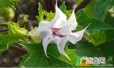曼陀罗花在室内对人体有害吗 家养曼陀罗花好吗