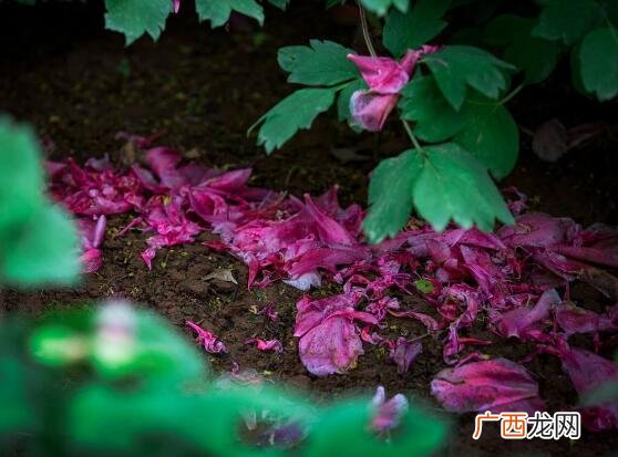 牡丹花叶发黄枯死原因及解决措施 牡丹叶子发黄怎么回事