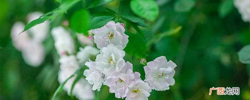 木槿花的花语是什么 木槿花的花语