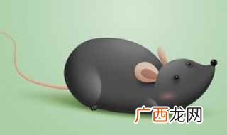 老鼠的英语单词是mouse 老鼠英语单词怎么写