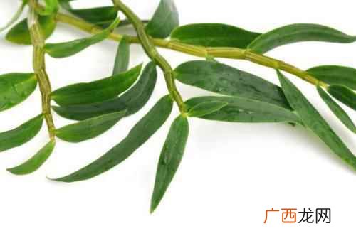 增强体质铁皮石斛具有滋阴养血的功能 铁皮石斛有什么用