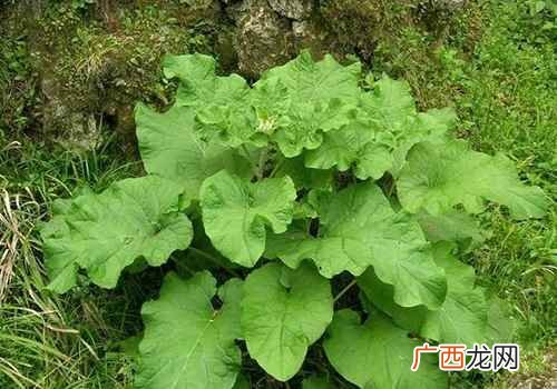 牛蒡的功效与作用大全 牛蒡的功效与作用
