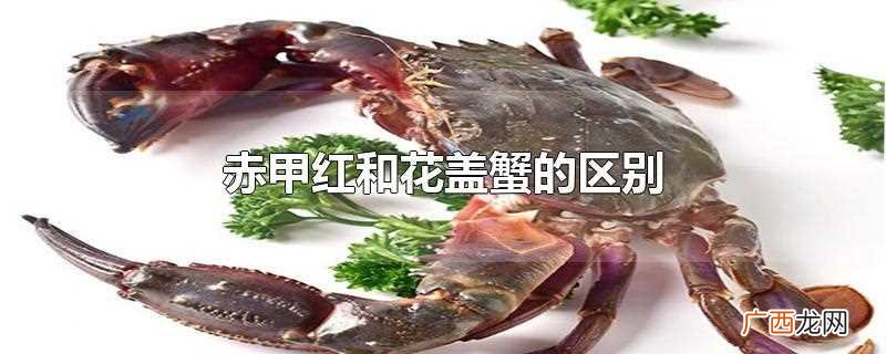 赤甲红和花盖蟹在体型、体色、长相等方面有区别 赤甲红和花盖蟹的区别