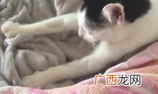 猫咪会踩奶无疑是一种本能特征 为什么猫喜欢踩奶