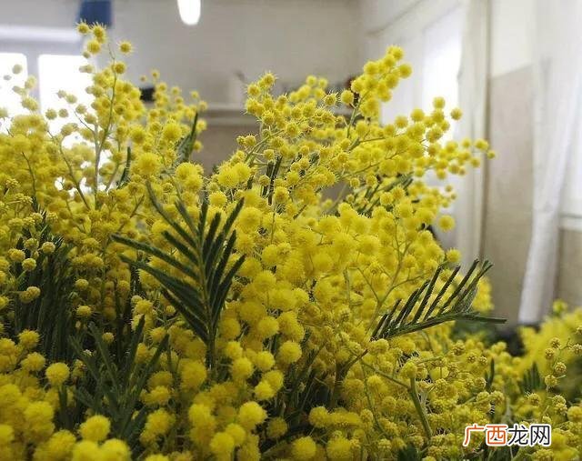 金合欢象征着什么寓意 澳大利亚的国花叫什么名字