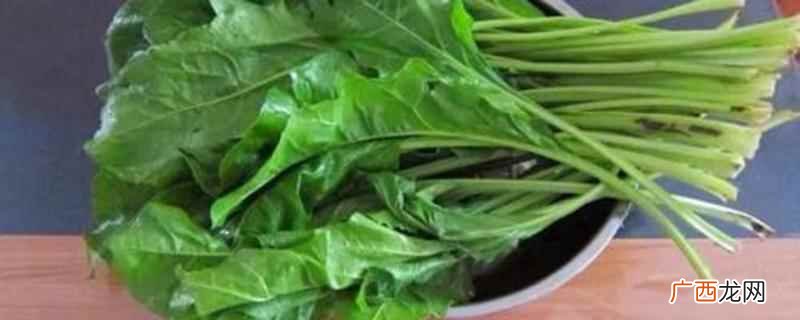 君达菜的功效与作用及食用方法 君达菜的功效与作用