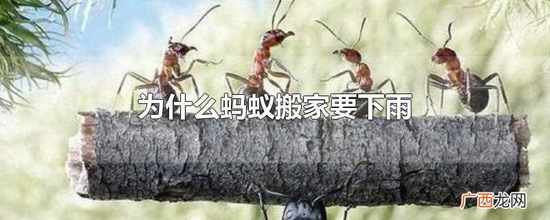 为什么蚂蚁搬家要下雨呢 为什么蚂蚁搬家要下雨