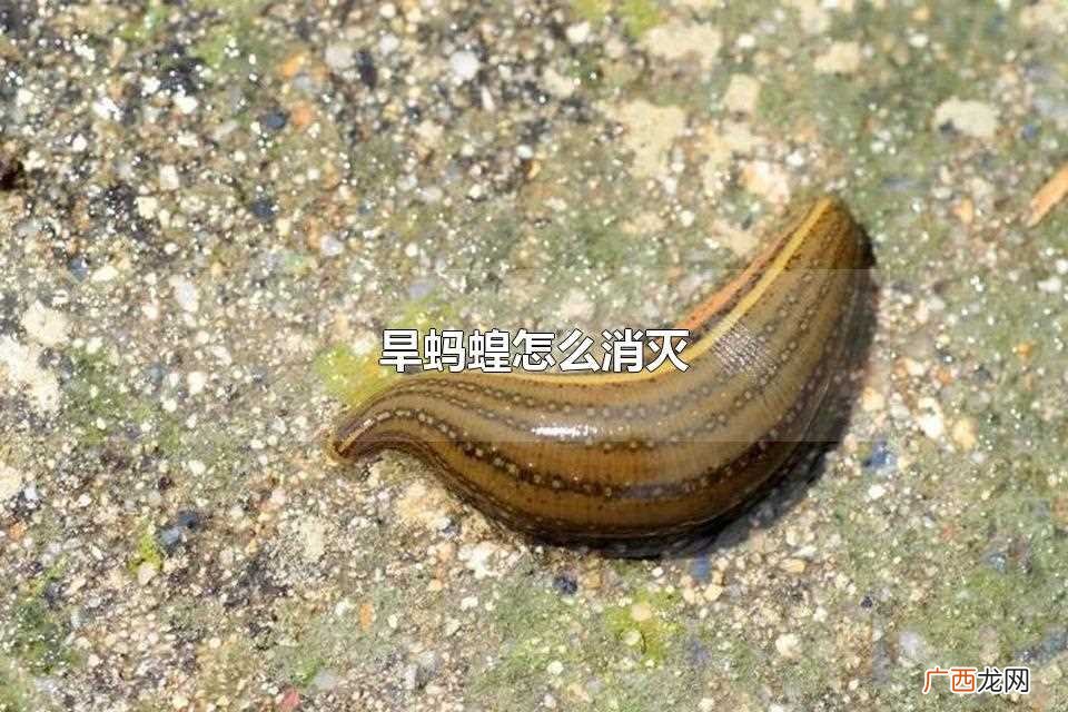 消灭旱蚂蝗最好的方法 旱蚂蝗怎么消灭