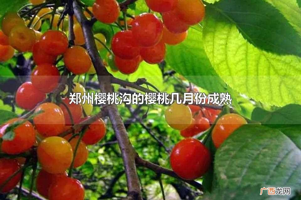 郑州樱桃沟的樱桃一般在每年5~6月开始成熟 郑州樱桃沟的樱桃几月份成熟