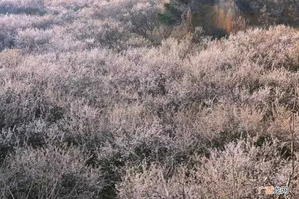 郑州樱桃沟的樱桃一般在每年5~6月开始成熟 郑州樱桃沟的樱桃几月份成熟