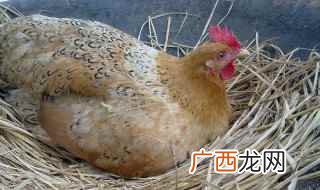 母鸡英语怎么读音 母鸡英语怎么读