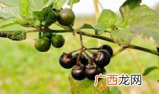 吃了龙葵果有可能会中毒 龙葵果有毒吗
