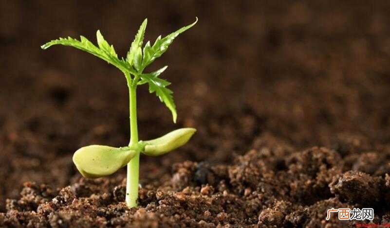 有机物和无机物的区别是什么