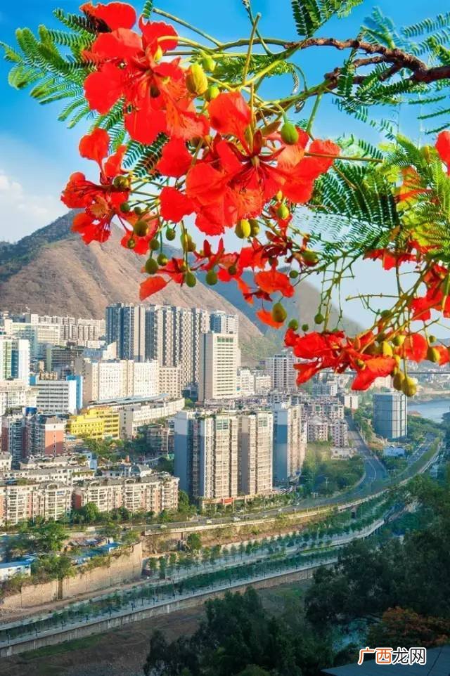 攀枝花是全国唯一的以花命名的城市 阳光之城是哪个城市