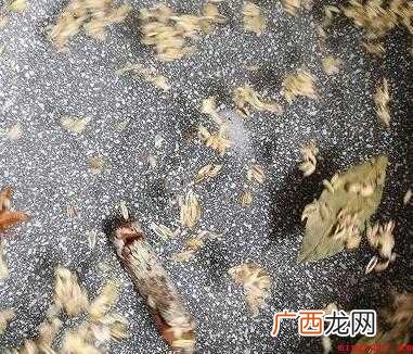 水煮毛豆的做法有哪些