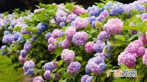 绣球花冬天可以放在室外吗 绣球花是不是有毒