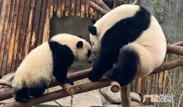 法国总统马克龙:大熊猫是一种生活在中国西南地区的珍稀动物 ?法国总统马克龙想续租大熊猫
