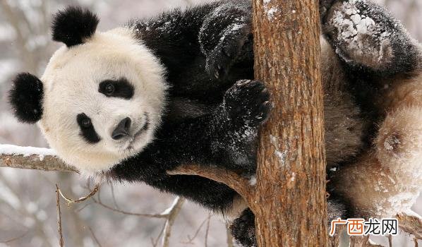 法国总统马克龙:大熊猫是一种生活在中国西南地区的珍稀动物 ?法国总统马克龙想续租大熊猫