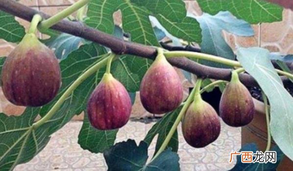无花果的果实成熟时间以及它的两大功效作用 无花果什么时候结果