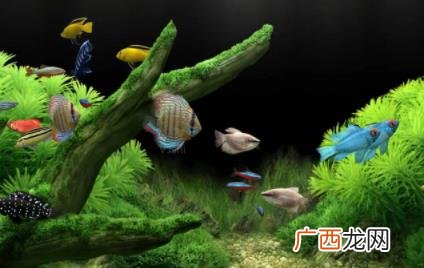 鱼缸中加盐水有不少的好处 鱼缸加盐是加什么盐