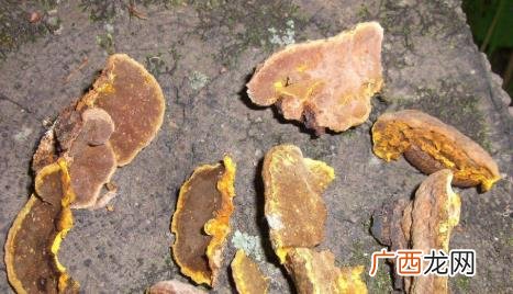 胃炎的人可以食用桑黄吗 胃不好的人能吃桑黄吗
