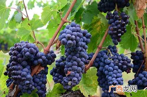 葡萄籽能直接吃吗 葡萄籽能直接吃吗,葡萄籽怎么食用