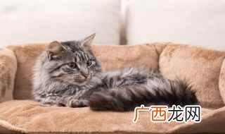 猫咪生产前兆需要准备什么 怀孕猫咪要生产的前兆