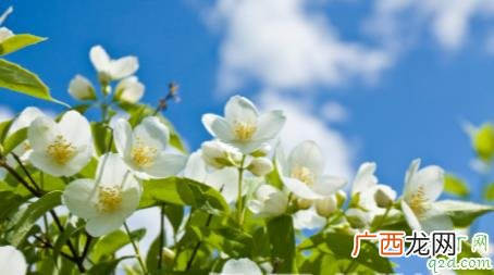 茉莉花种植方法和技巧 刚买的茉莉花如何种植