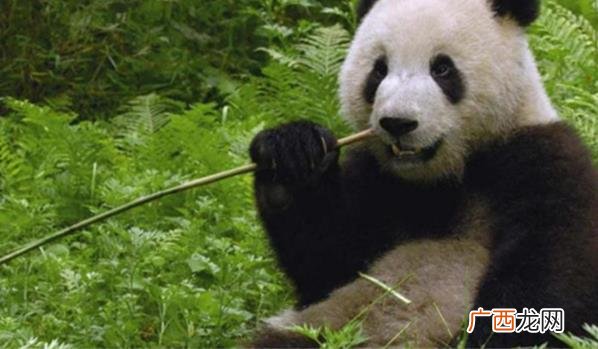即将迎来旅美20年大熊猫丫丫的回国关键节点 丫丫租借合同到期