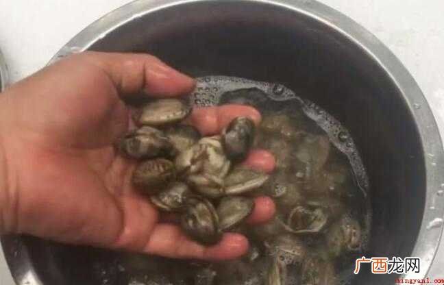 花蛤怎么洗才干净