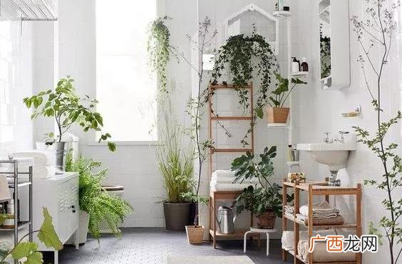适合卫生间养的四种花 卫生间养花风水禁忌