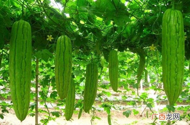 种植苦瓜要获高产施肥是关键 苦瓜施什么肥才挂果多一点