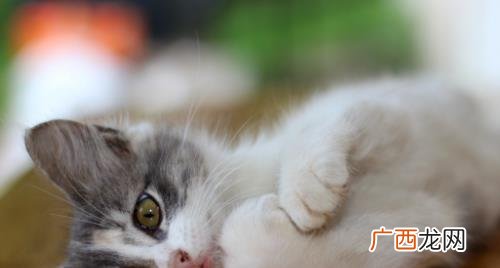 为什么幼猫喝了奶会拉肚子 奶猫喝凉奶拉肚子了怎么办