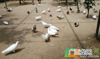 公鸽子给母鸽子喂食怎么回事 刚出来的小鸽子怎么喂食