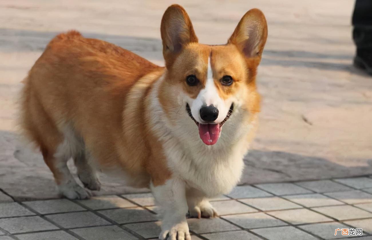 看完以后，再决定养不养 柯基犬的优缺点