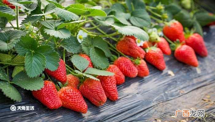 草莓的英语是strawberries 草莓用英语怎么读