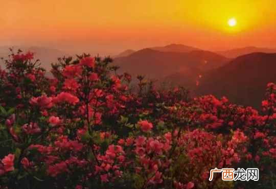 映山红与杜鹃花的区别 映山红是不是叫杜鹃花