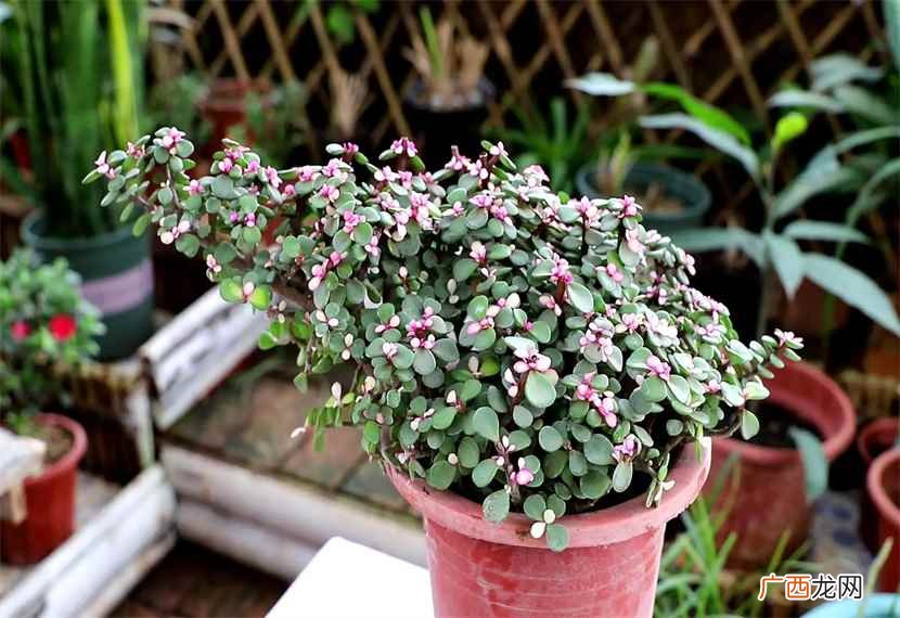 家里客厅适合摆放什么植物图片 家里客厅适合摆放什么植物