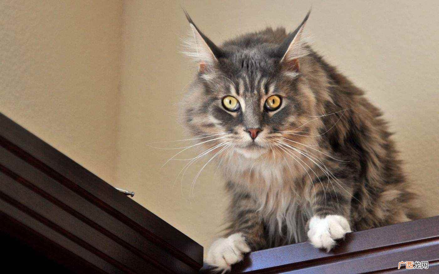 在半夜听到猫叫是一种不吉利的现象吗 半夜猫叫是不是有鬼