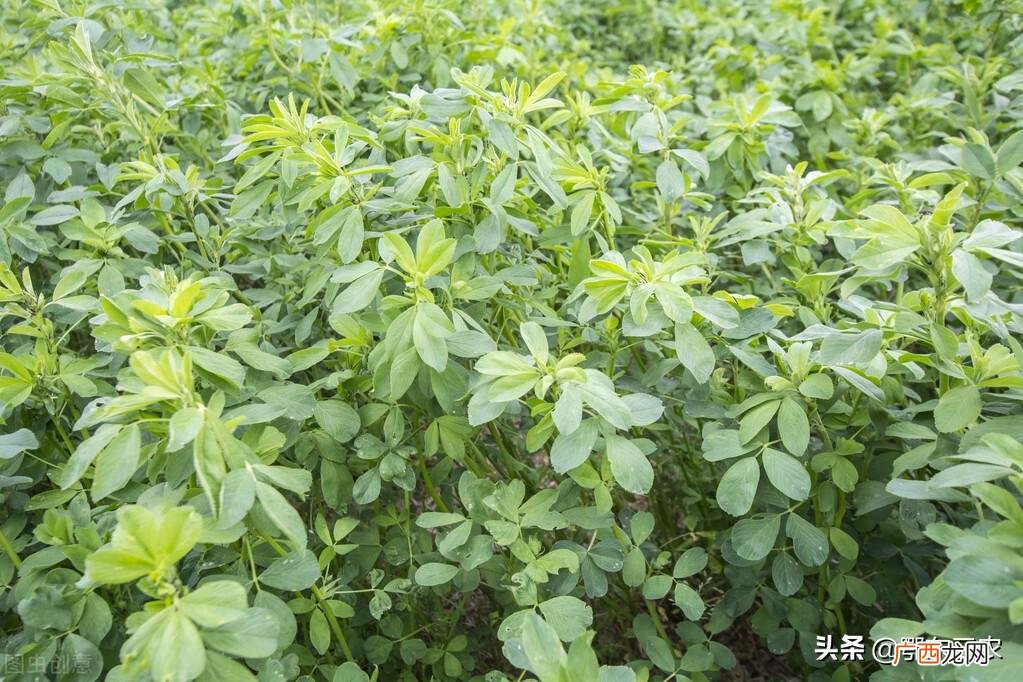 种紫花苜蓿比种粮食经济效益高吗 农村苜蓿是什么东西
