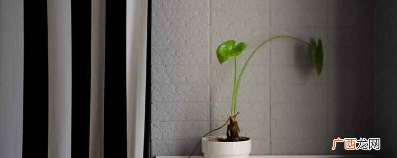 芋头叶子杆的正确吃法 芋头叶子杆的功效与作用