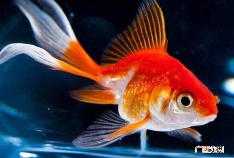 金鱼几天换一次水