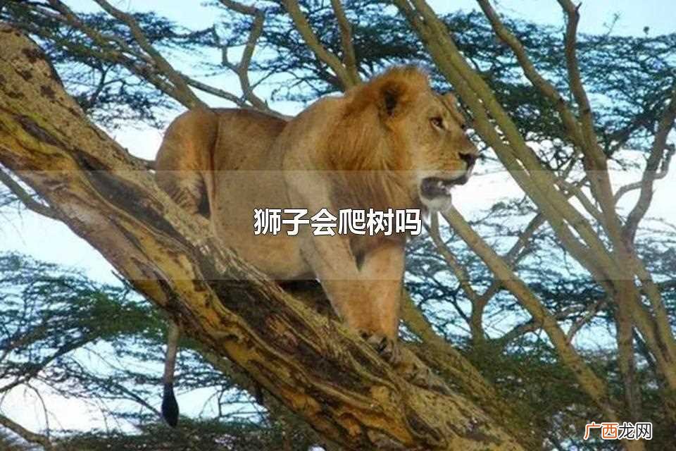 狮子会爬树吗老虎会爬树吗 狮子会爬树吗