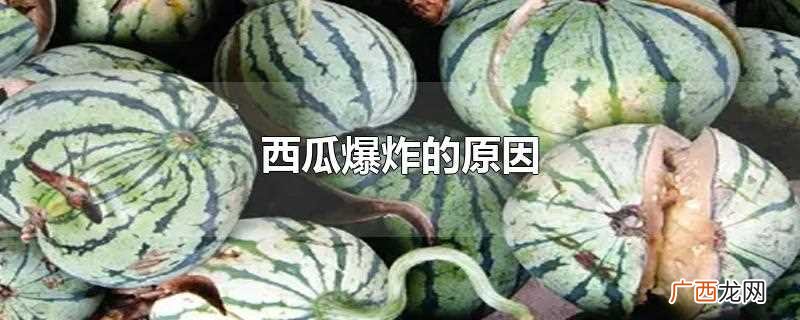 西瓜会爆炸是什么原因 西瓜爆炸的原因