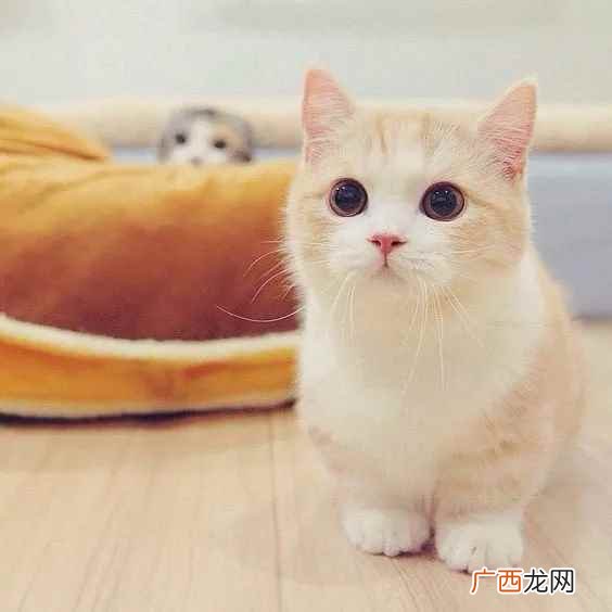 曼基康矮脚猫的养护小知识 曼基康猫多少钱一只