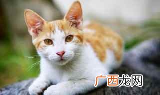 猫传腹是什么症状 猫传腹是什么