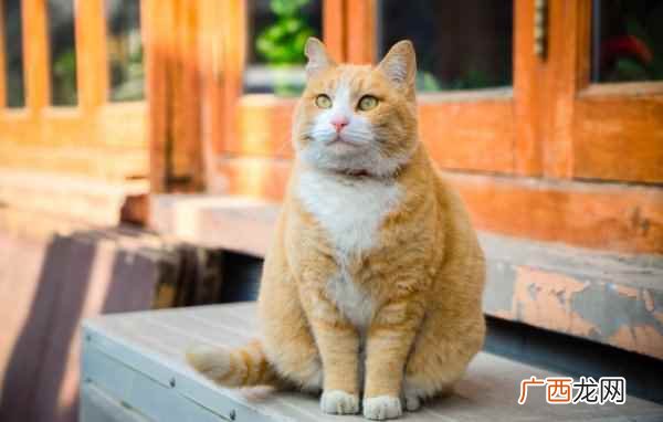 橘猫喂养注意事项需要注意 橘猫多少钱一只正常价