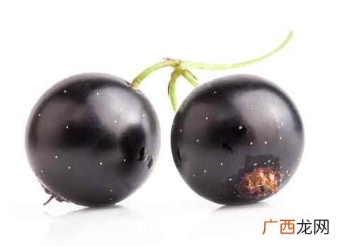 黑提和黑加仑的区别 黑加仑和黑提的区别